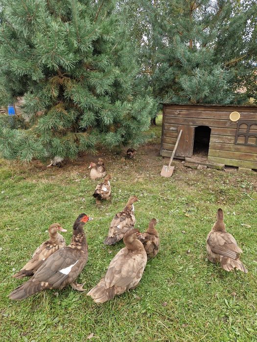 Мускусний качур , качка.