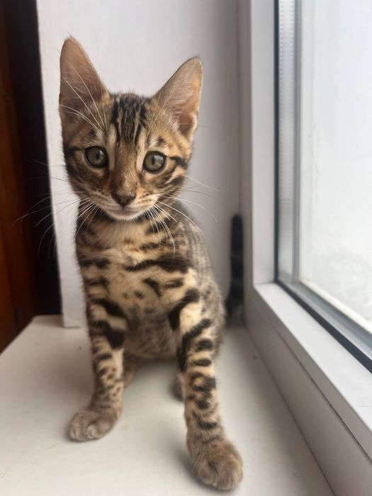 Бронь Bengal BEN n-24