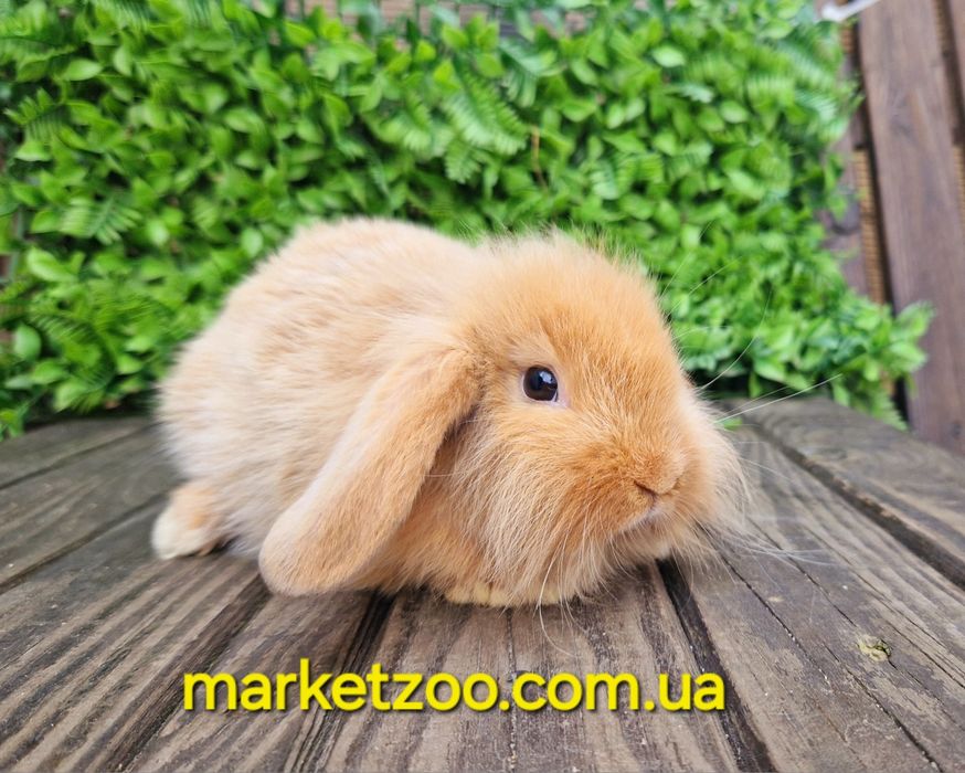 Міні кролик висловухий баранчик mini lion lop руденький з білою лапкою
