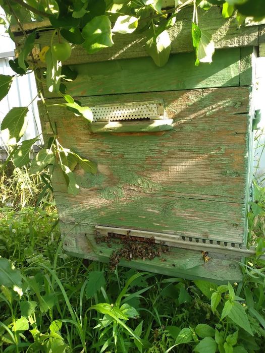 Пасіка, 3 сім'ї, матки плідні, вулики