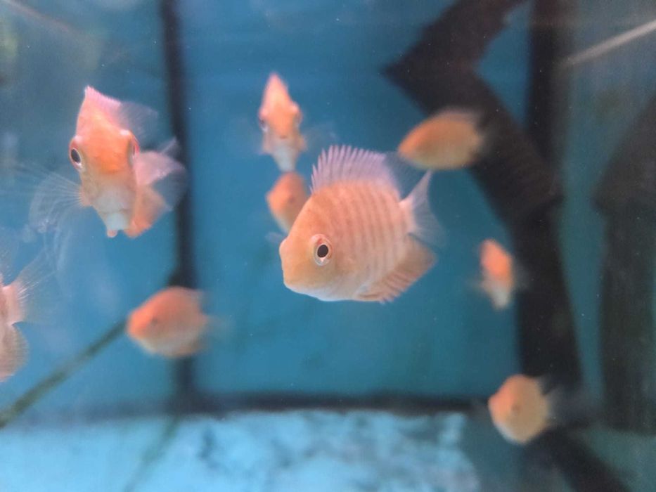 Severum gold  5-6cm