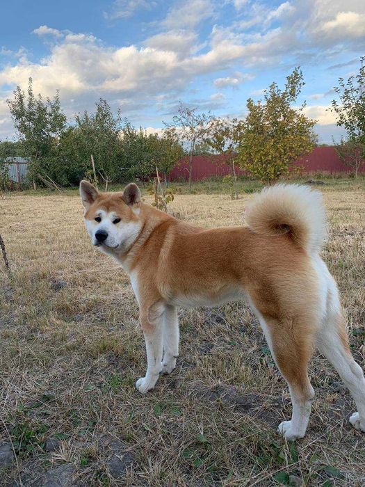 Кобель акіта іну для в’язки