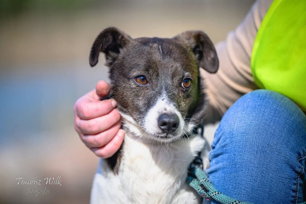Franklin- pies o pięknym umaszczeniu do adopcji