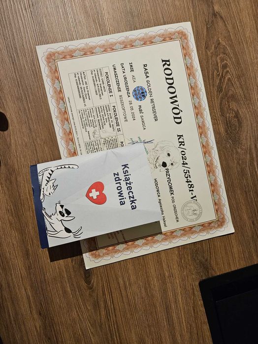 Pies  retriever rodowod