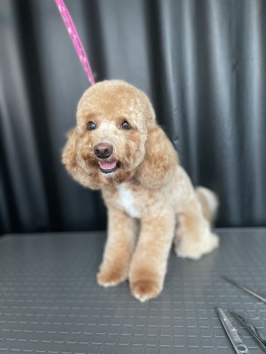 Стрижка собак Лівобережна,Русановка,Воскресенка,Березняки