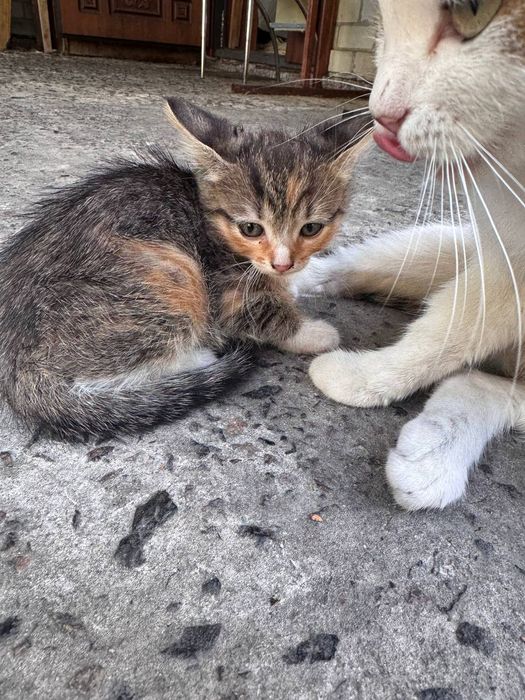 Кошенята шукають дім