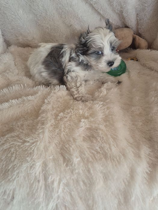 Biewer Terrier Macho Criadora Registada PT3088FL