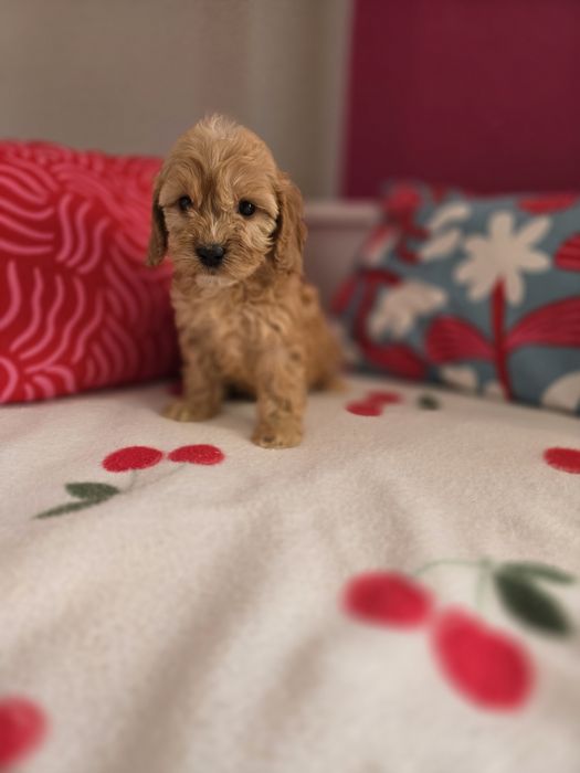 Sunia cockapoo!!