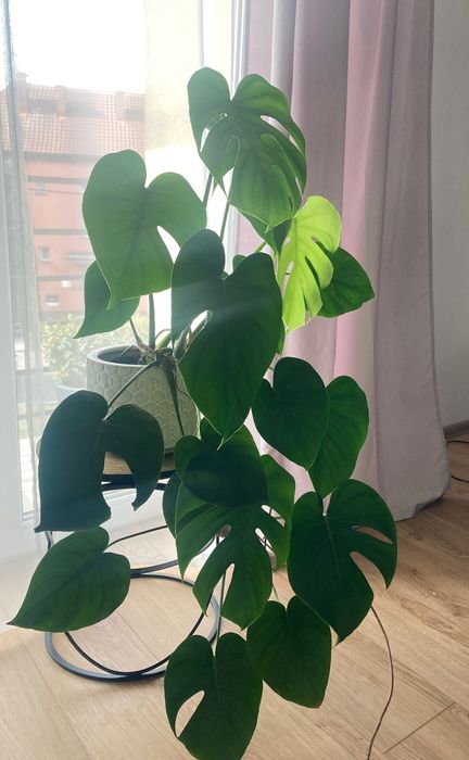 Monstera zdrowa rozłożysta w ozdobnej donicy
