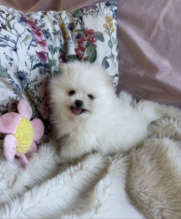 Puchate suczki Szpic miniaturowy Pomeranian