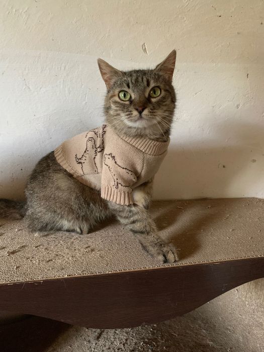 Тигрова киця вакцинована