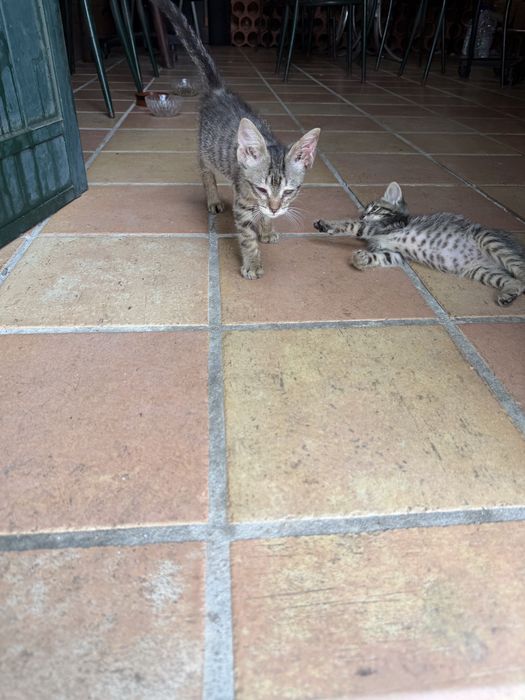 Gatinhos para adoção