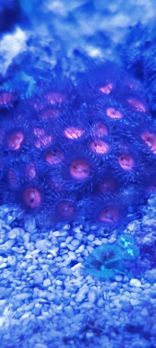 Corais fáceis vários