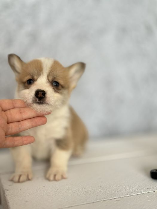 Ідеальна геометрія: Коргі пемброк без хвостиків