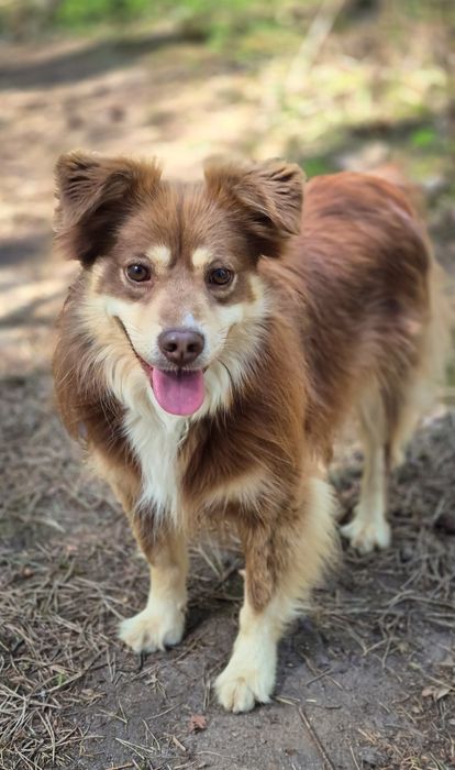 Piękny niewielki piesek szuka domu / do adopcji