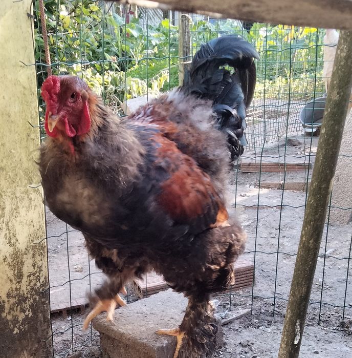 Galo Brahma Perdiz
