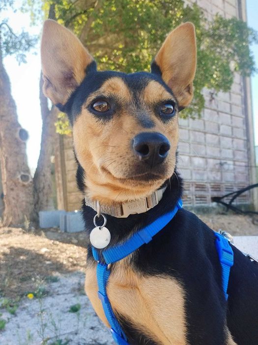 MENTON (Macho, 2 Anos, 8Kg) - Para Adoção
