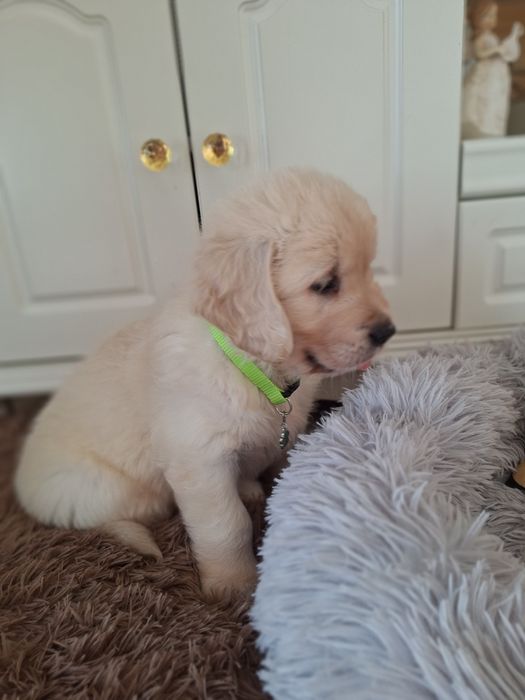 Piesek  golden retriever