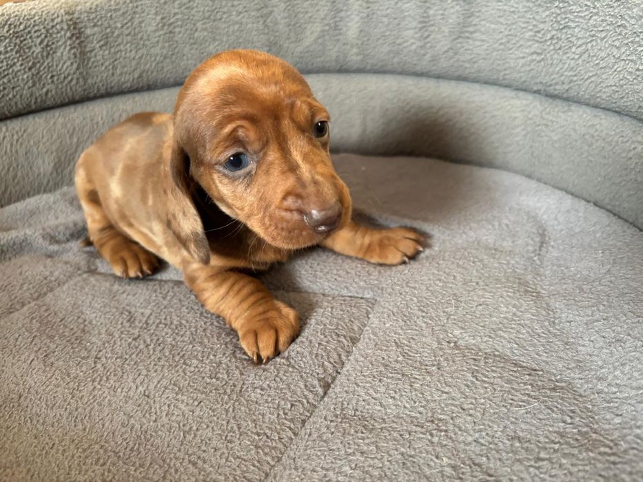 Jamnik miniaturowy merle