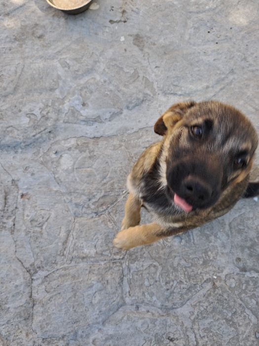 Віддам в добрі руки собачку