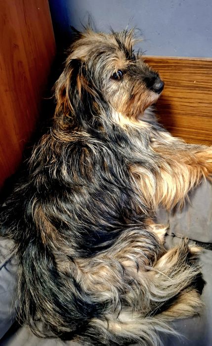 Fruzia 2 lata, 9 kg,  włos, adopcja