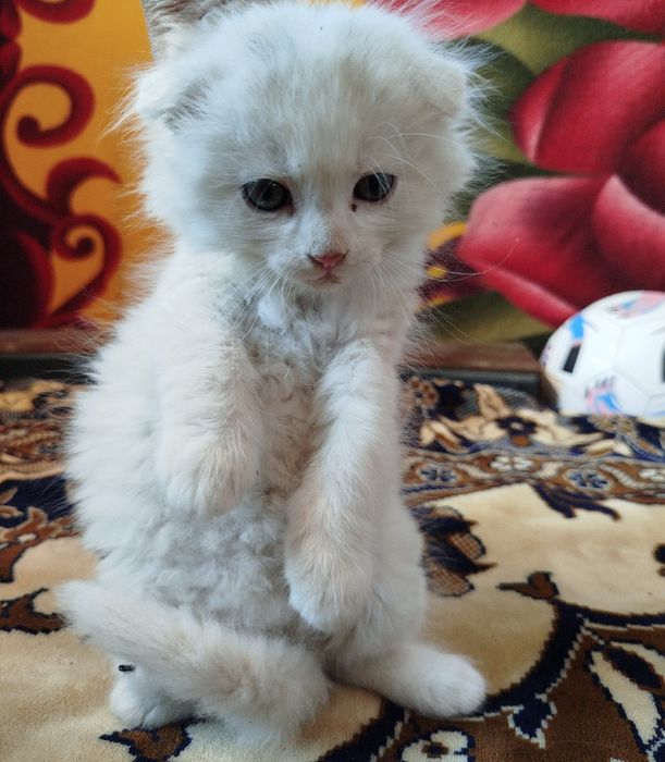 Продаються висловухі кошенята