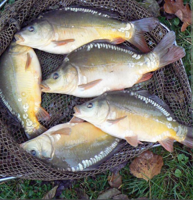 Karp, Amur, Lin, Tołpyga, Jesiotr,Narybek Kroczek