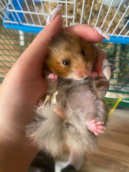 Продам хом'ячків