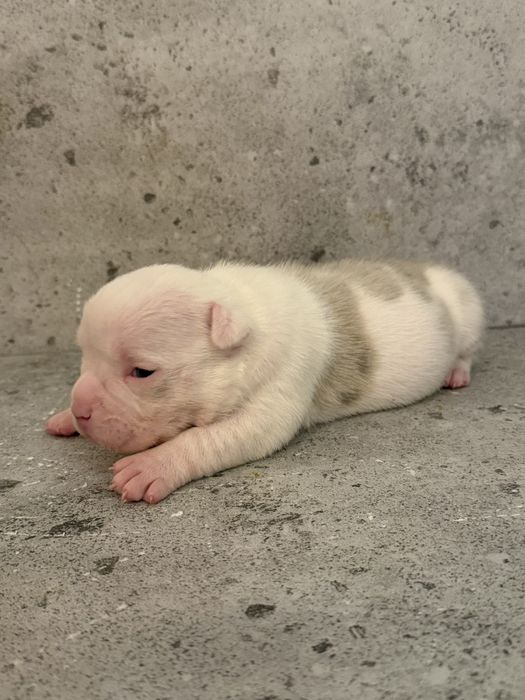 American Bully Pocket ABKC