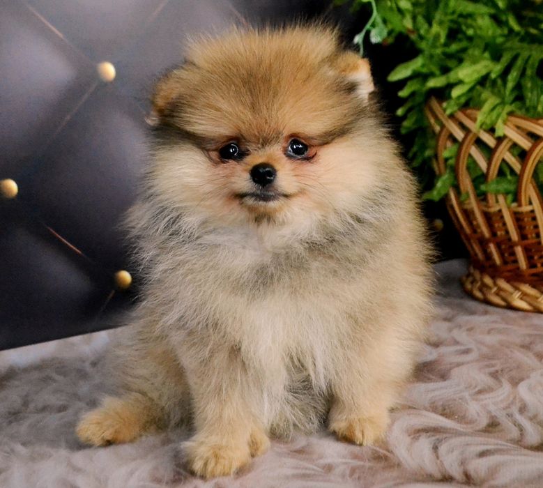 Міні ведмедикi  з документами