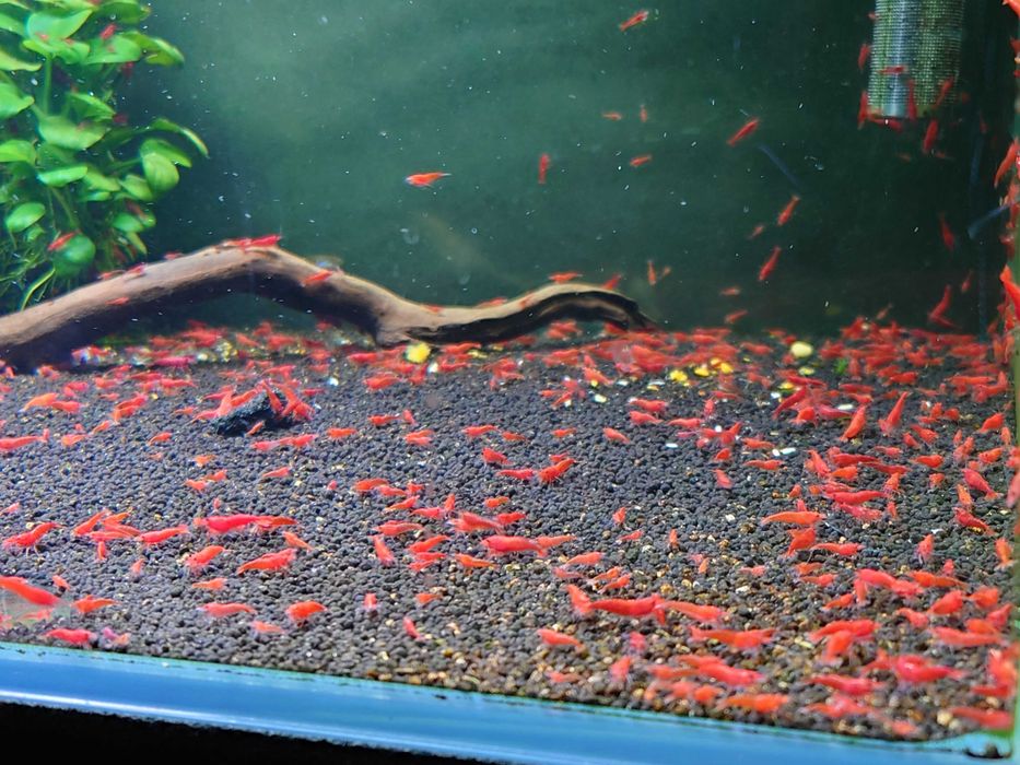 Krewetki czerwone sakura red