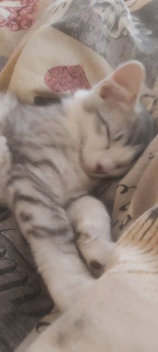 Відам котят в добрі руки