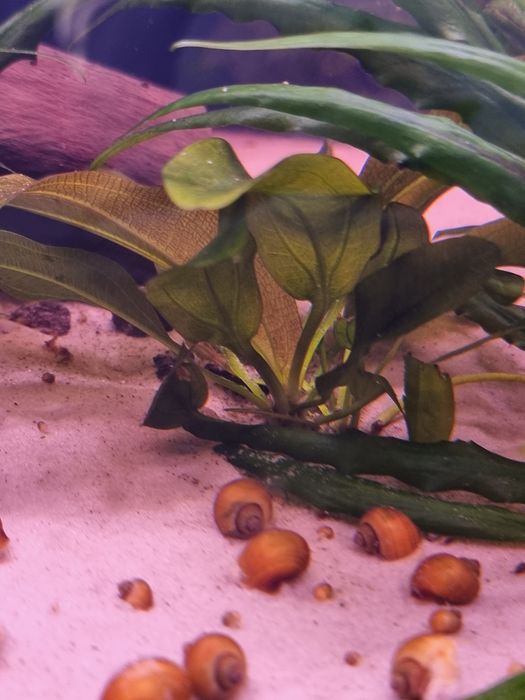 Zabienica małe sadzonki