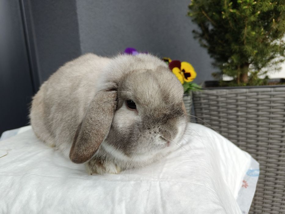 Królik Samiec Mini Lop 1,5 roku