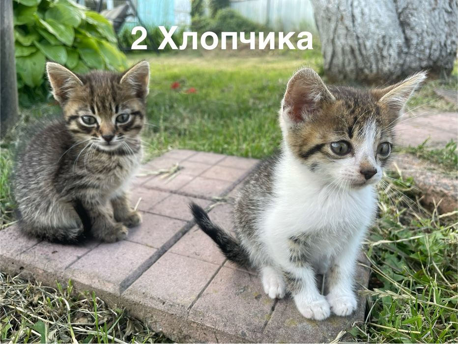 Вітдам кошенят у добрі руки,Полтава