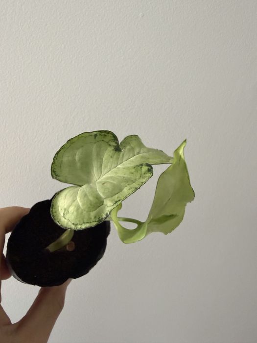 Syngonium variados ( milk confetti, mojito, albo, 3 kings, batik…)