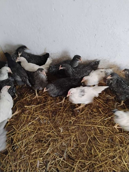 Kury nioski Rosa, Lekhorna oraz Brojler z wolego wybiegu okolice Wadowic