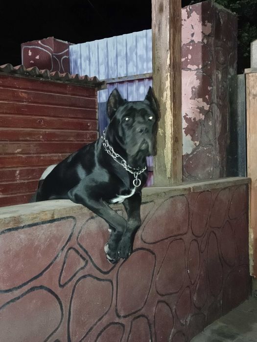 Щенки кане-корсо