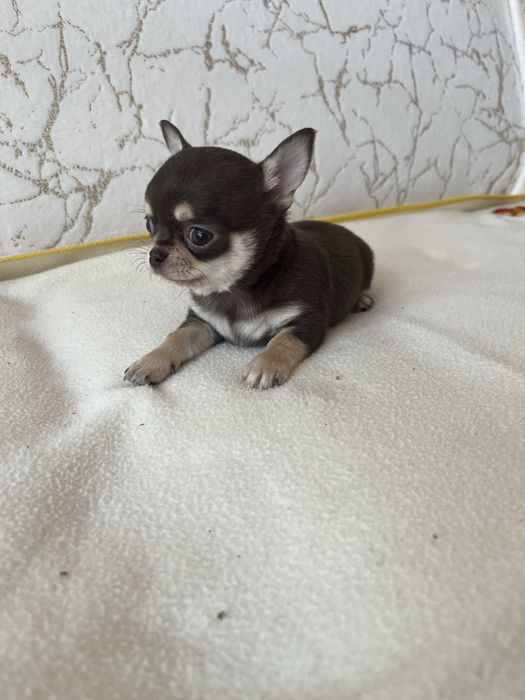 Chihuahua nalutki piesek