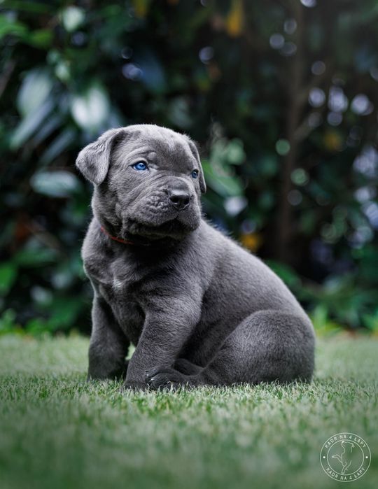 Cane corso szczenie