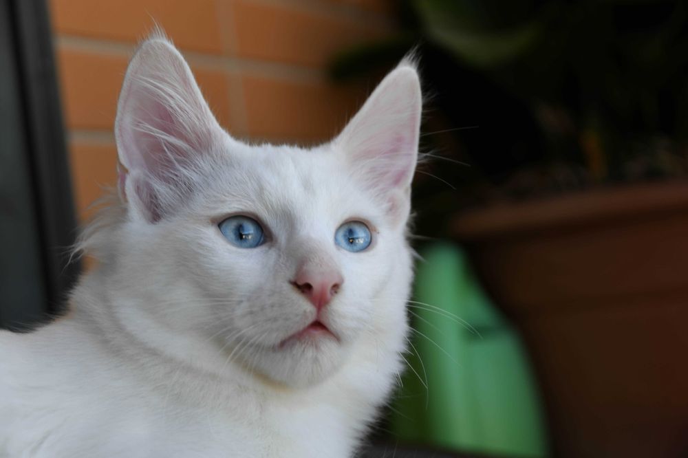 Bonifácio: gatinho Angorá Turco. Branco. olhos azuis. LOP e vacinas