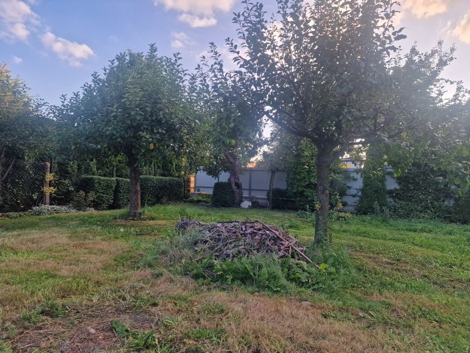 Oddam za darmo drzewa owocowe i inne do wycinki