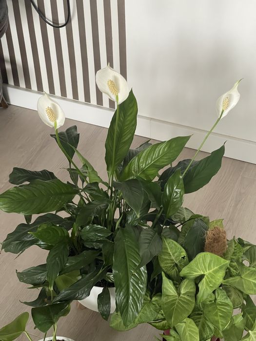 Спатифілум. Жіноче щастя. Пишний дорослий кущ