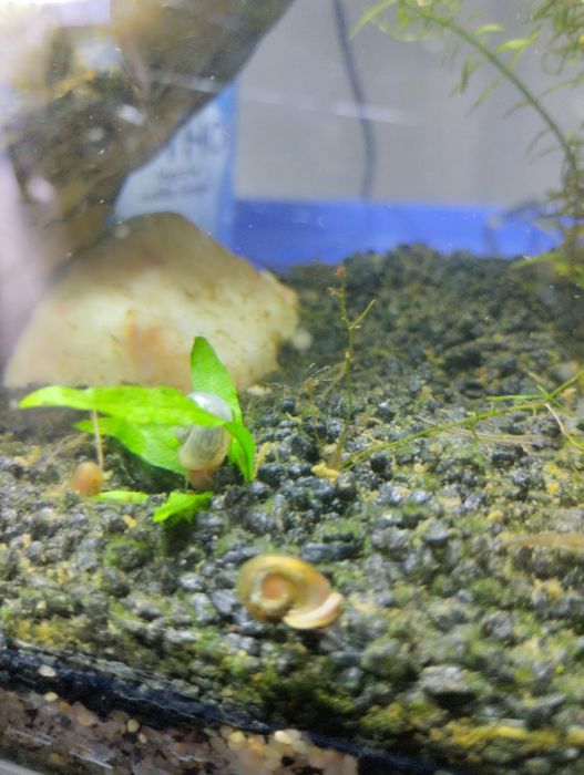 Caracóis para aquário