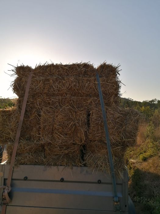 Fardos de palha de Aveia, Triticale e Erva Nascediça