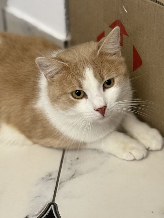 Люблячий котик шукає родину. Вік 2-3 роки , стерилізований