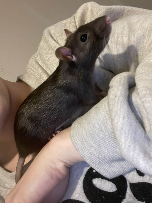 Szczur Szczurek Szczury Szczurki | Oswojone, Zbadane, Zdrowe |