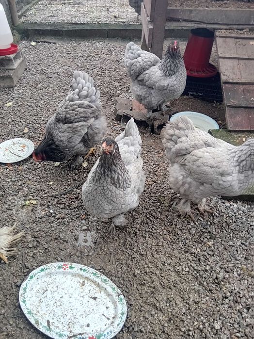 Galinhas de Raça Brahma. Ovos férteis disponíveis para incubação.