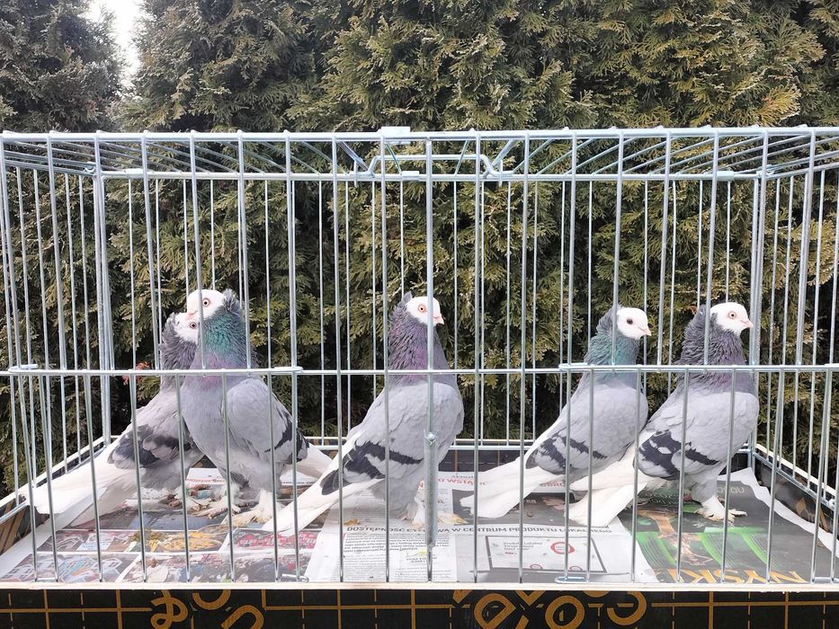 Białogłówka, Wajskopy śiwe Samce ,Samice