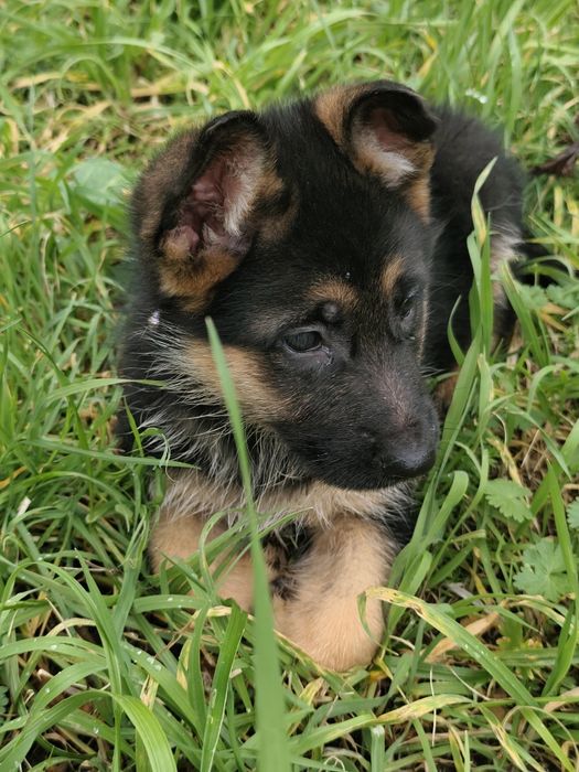 Pastor Alemão com LOP